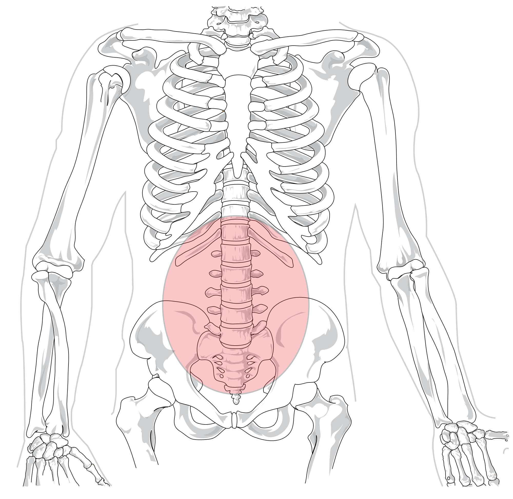 2000px-Lumbar_region_in_human_skeleton.svg