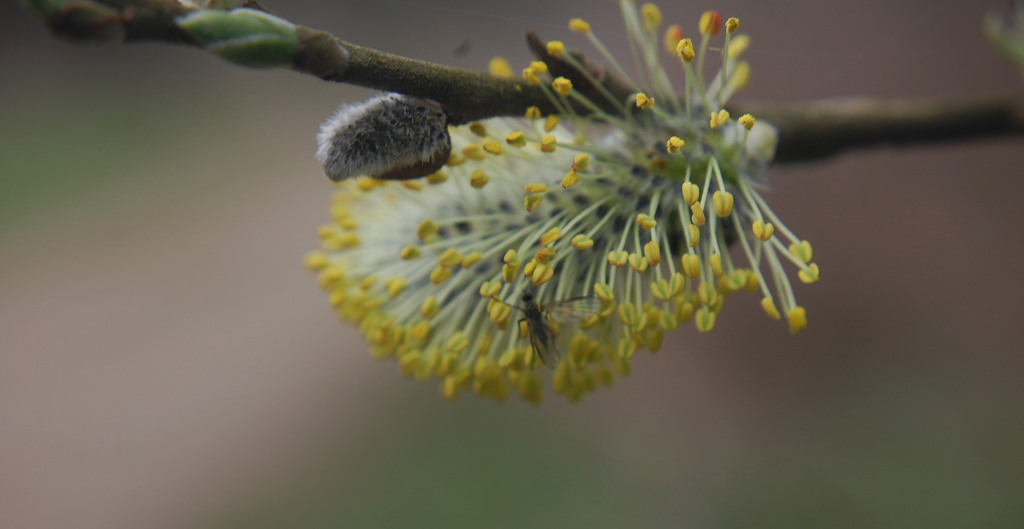 pollen plant