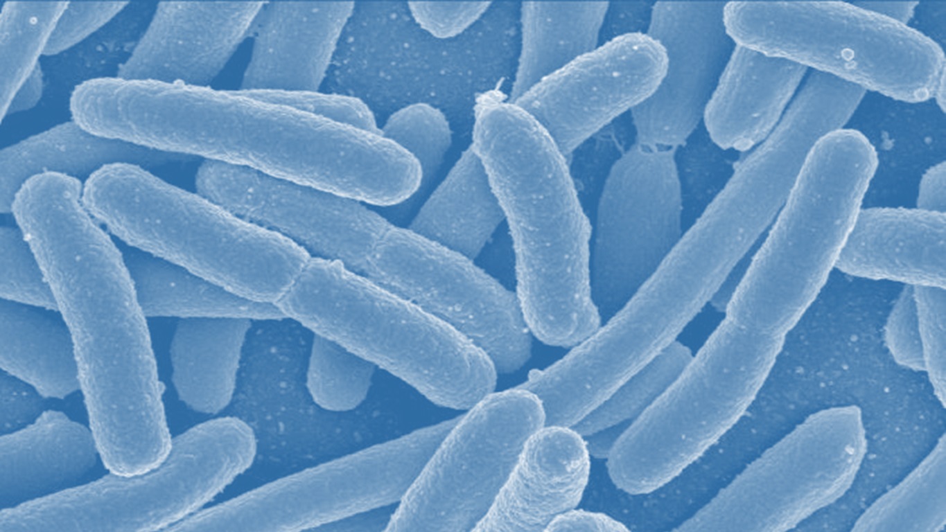 Breaking the code of the e coli bacteria
