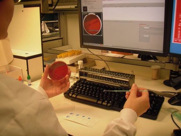 Analysing agar plate samples in a laboratory.